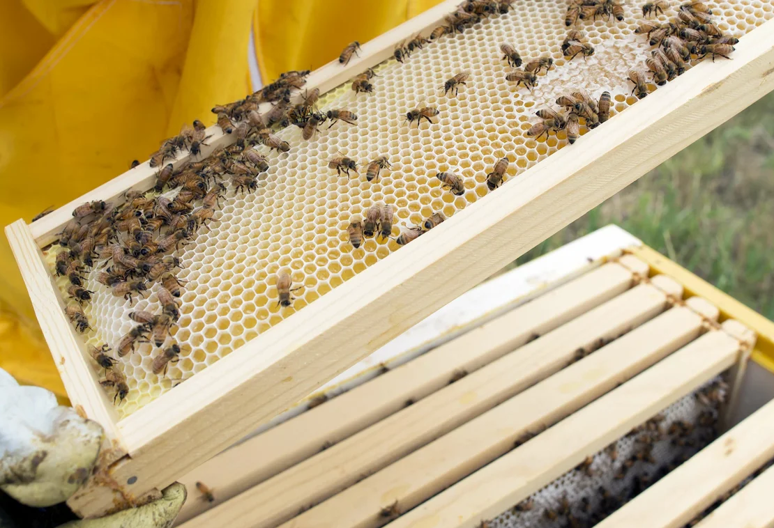 ​Рамки для пчелиных ульев: из чего изготавливать?